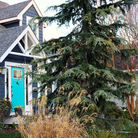 blue atlas cedar in the landscape
