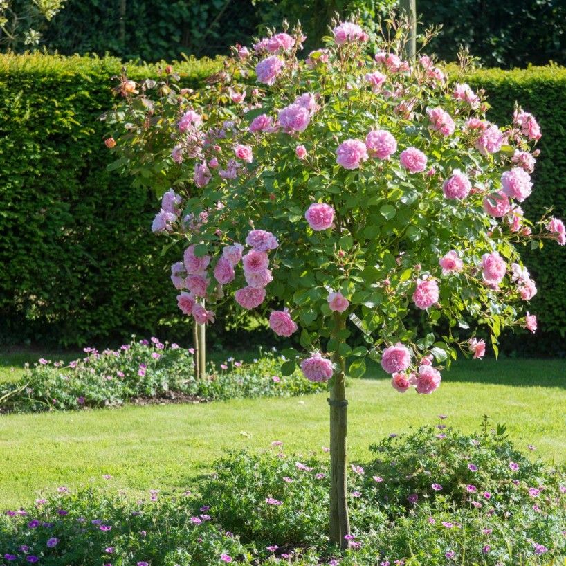 Twilight Rose Trees for Sale – FastGrowingTrees.com