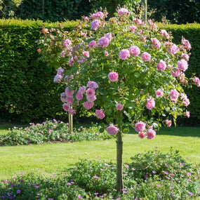 Rose Trees