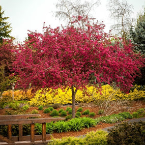 centurion crabapple tree with bright pink blooms