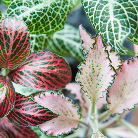 Fittonia Plants