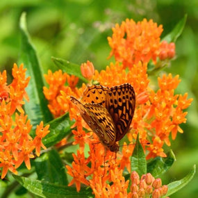 Butterfly Weed