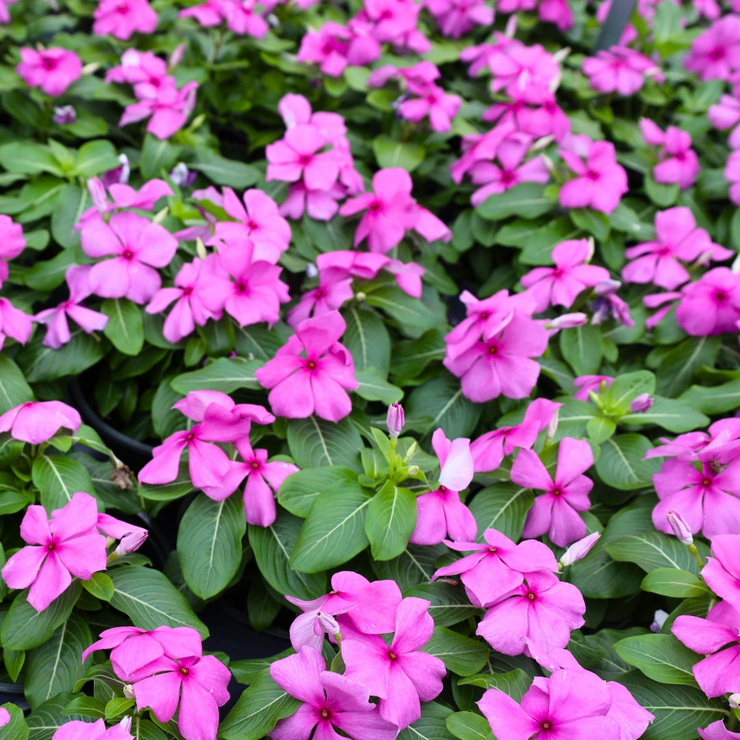 Buy Annual Vincas Online Garden Goods Direct
