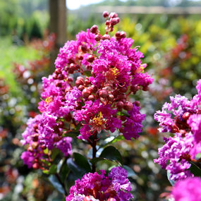 pink flowering crape myrtle shrub