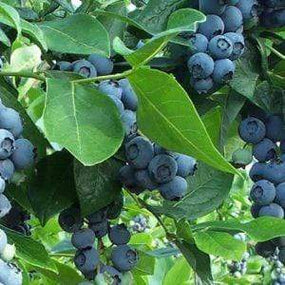 Blueberries