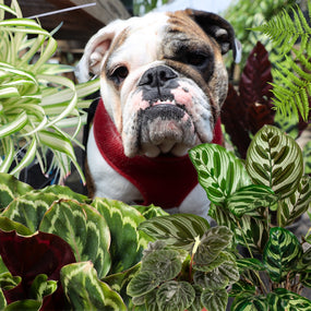 american bulldog with pet-safe indoor houseplants
