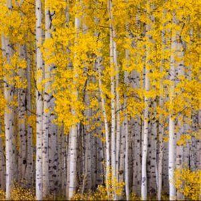 Birch Trees