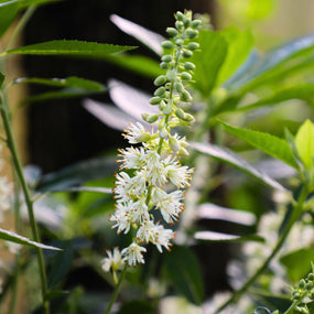 clethra shrubs for sale online