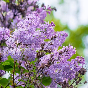 light purple lilac shrub in full bloom