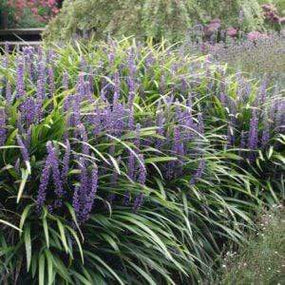 Ground Covers for Sale Online at Garden Goods Direct