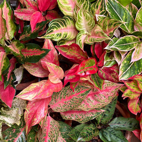 The colorful foliage of Aglaonema House Plants for Sale Online