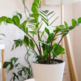 close up zz plant air purifying houseplant