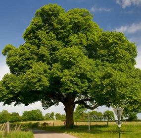 Chestnut Trees for Sale Online