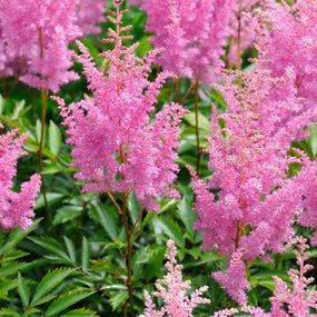 Astilbe Plants