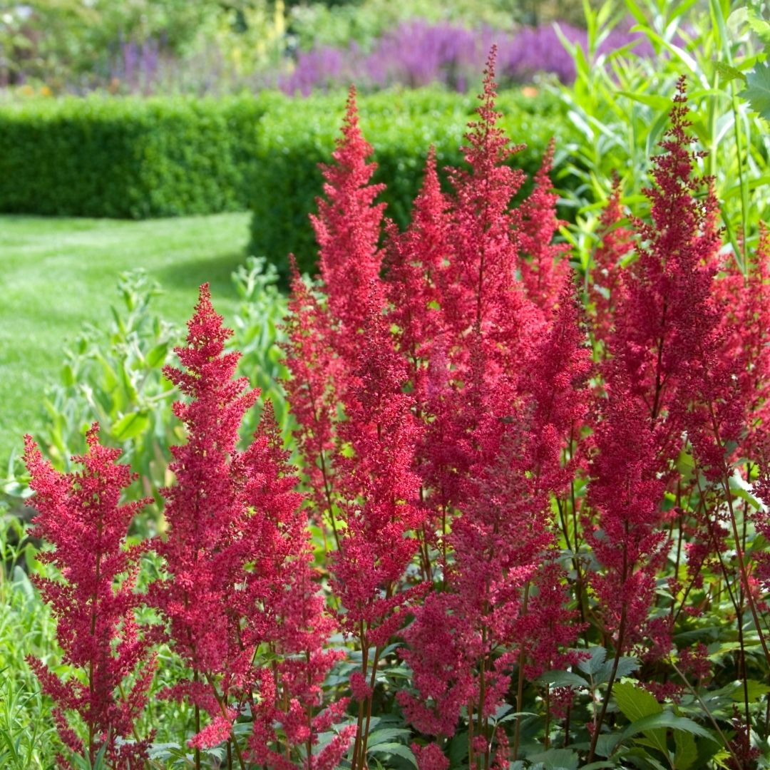 Buy Deer Resistant Perennials Online | Garden Goods Direct