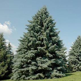 Spruce Trees for Sale Online