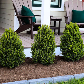 boxwoods in the landscape