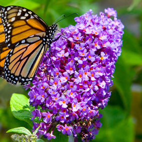 monarch butterfly on butterfly bush
