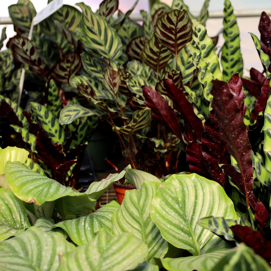 Buy Calatheas Online | Garden Goods Direct