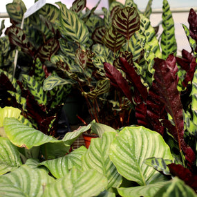 Calathea House Plants for Sale Online