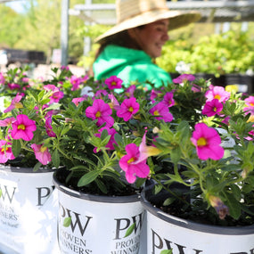 calibrachoa