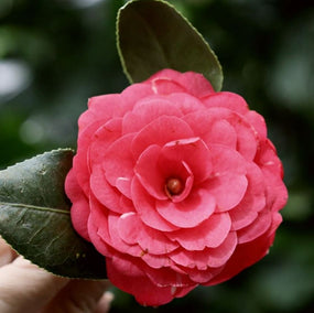 stunning spring blooming camellia