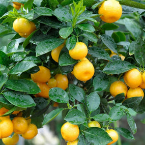 Lemons almost ready to pick