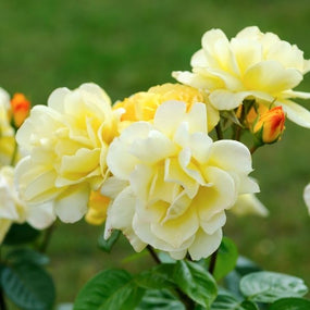 yellow knockout rose bush in full bloom