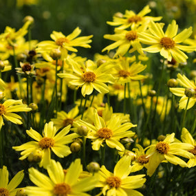 yellow coreopsis blooms