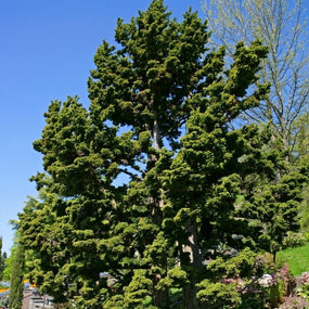 Buy Cryptomeria Trees at Garden Goods Direct