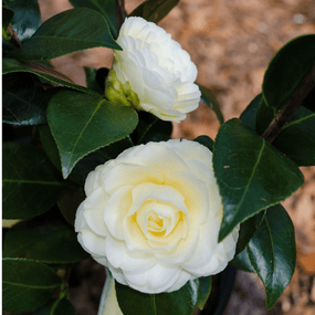 Deer Resistant Shrubs for Sale Online