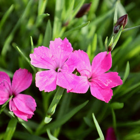dianthus plants for sale