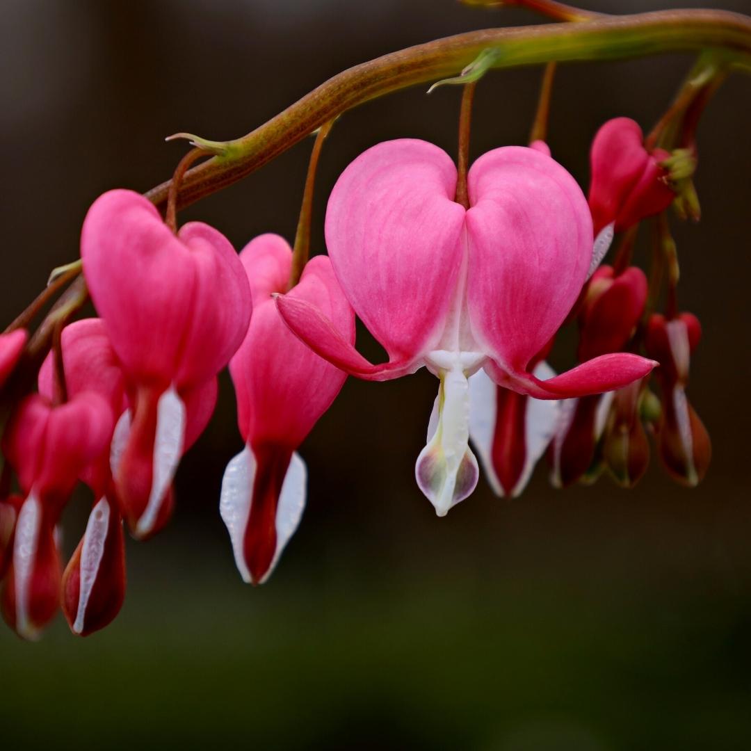 Buy Bleeding Heart Plants Online Garden Goods Direct
