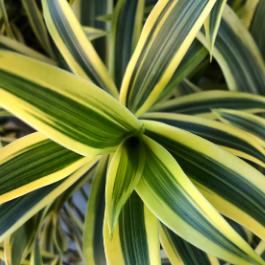 Dracaena House Plants for Sale Online