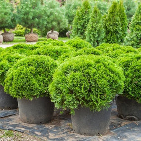 Dwarf Boxwood Shrubs