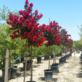 crape myrtle tree with red flowers