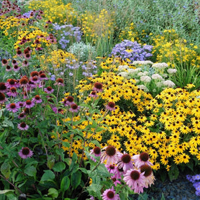 Native Perennials for Sale Online