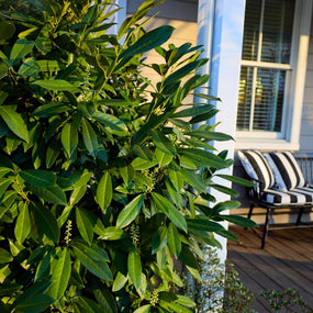 skip cherry laurel hedge in the landscape