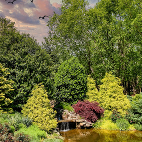 fast-growing privacy trees forming a lush green screen behind a backyard pond in full summer sun