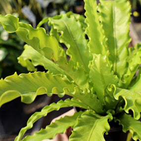 BUY INDOOR FERN PLANTS ONLINE