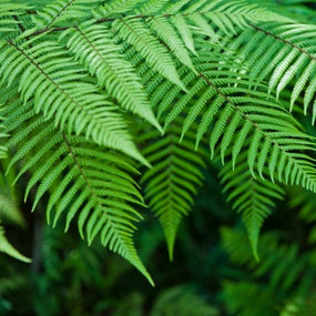 Perennial Ferns