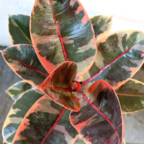 Ficus Trees for Sale Online
