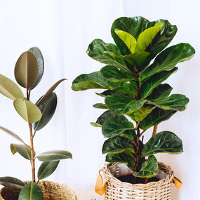 ficus audrey and fiddle leaf fig indoor trees in basket