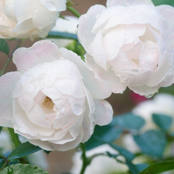 Buy Floribunda Rose Bushes Online Garden Goods Direct