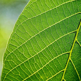 Disease and Fungus Control Products for Sale Online