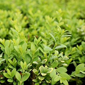 evergreen shrubs year round green color