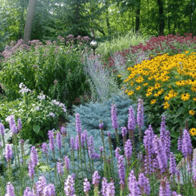 Long Blooming Perennials for Sale Online