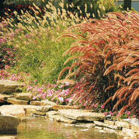Ornamental Grasses for Sale Online at Garden Goods Direct