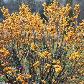 ornamental shrubs for sale