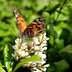 pollinator plants for pollinator garden